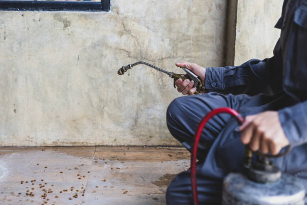 Best Rat Extermination Near Me  in Campbelltown, PA